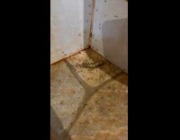 Ants move and carry dead lizard part 1