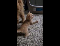 Kitten struggles to stand after mom leaves