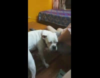 Pink shirt lady pets large white dog 