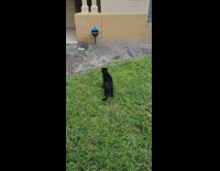 Black cat jumps tries to catch fly 