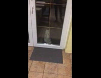 White cat stand wipe glass door continuously