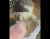 Grey white cat pink feather toy