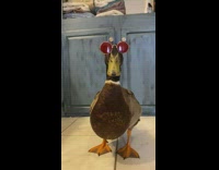 Duck wearing red sunglasses opens beak to funny sound.