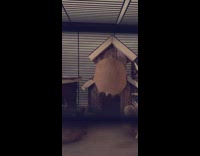 Pet hamster struggles to enter its house