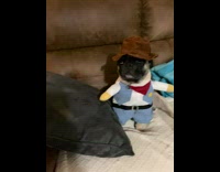 Pug wears cowboy costume for Halloween 