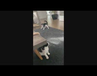 Kitten pulls garter and hits the owner