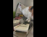 Cat licks water from kitchen sink