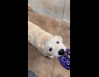 Golden retriever bite toy dragged across carpet