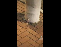 Small cat doll toy on pole outside of door 