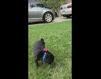 Pug runs around ball with tie 