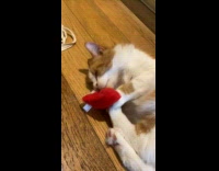 Cat Holds on Dearly to its Plushie with Catnip