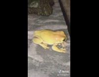 Collab VIBES - Small yellow gecko frog high pitched noise 