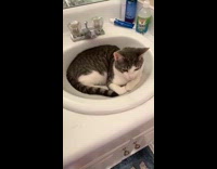 Cat lays inside bathroom sink 
