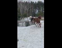 Brown horse farts jump kick then run away