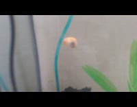 Small snail climbs glass aquarium wall teeth Part 1