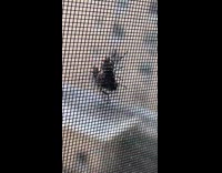 Collab WINY - Two flies mate on window screen