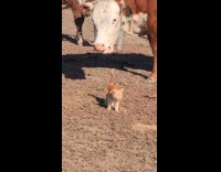 Orange kitten walks through herd of cows part 1
