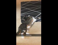 Collab DailyDoseOfInternet - Cat lays down head on black rug