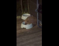 Hedgehog crawl towards the blue food bowl Part 2