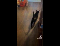 Collab Clips MPUGC - Cat has strange meow sound