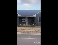 Baby yells at deer eating pumpkins