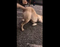 Brown dog rubs head on carpet and gives itself massage with toy ball