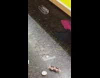 Chicken lays in train 