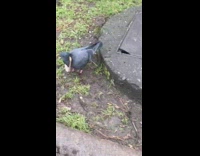 Pigeon wears a bread on its neck on the ground