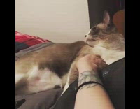 brown cat making sounds when pet