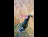 Cat saying the words yahoo for the camera 