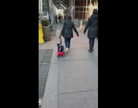 Lady pulls dog on toy red wagon 