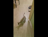 Cat eats food makes talking noise 