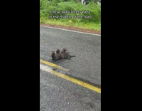 Collab BitchMP - Baby otters in middle of road