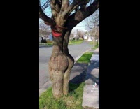 Regular tree vs tree with big butt
