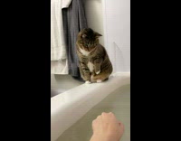 Cat on edge of shower jumps away wet
