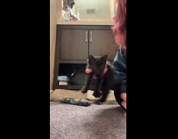 Kitten sitting still in front of camera