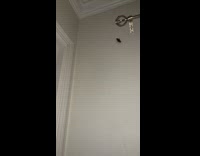 Huge cockroach flies off wall