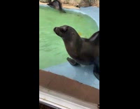 Sea lion shouts and then swims away