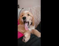 Golden retriever puppy red collar couch yawn
