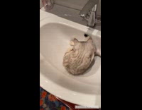 Grey kitten lays in sink with stopper 