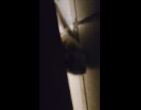 Collab PLC - Cat on floor reach under the door