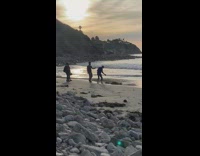 Guy touches seaweed at beach for photo 