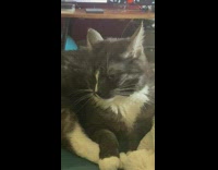 Cat looks at woman when she laughs