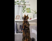 Cat cause plant pot fall on desk