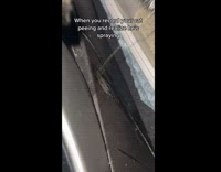 Cat on its Litterbox Pees Inside Car