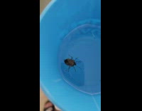 Stink bug swims and floats inside the blue bucket