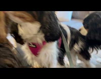 Jealous Dog Humps the Other Dog from Behind