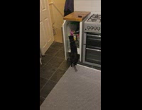 Cat takes bag of treats from cabinet