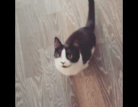 Black white cat sits on command treat