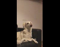 Dog try to eat fly black couch